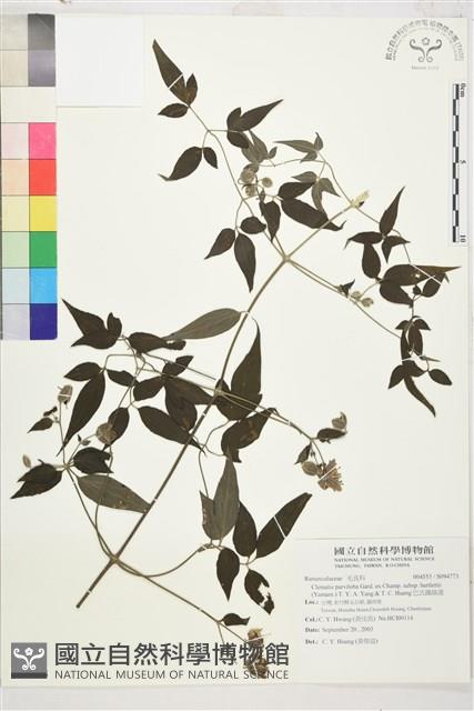 巴氏鐵線蓮藏品圖，第1張