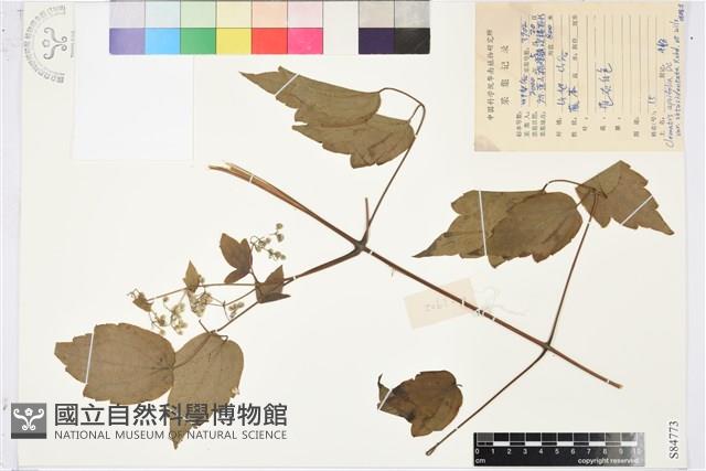 鈍齒鐵線蓮藏品圖，第1張