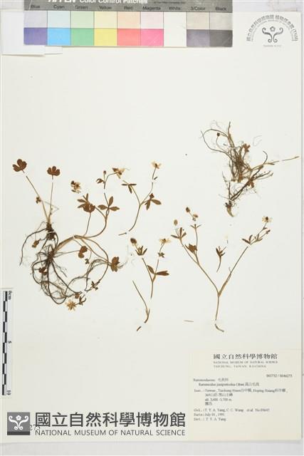 高山毛茛、檜林毛茛藏品圖，第1張