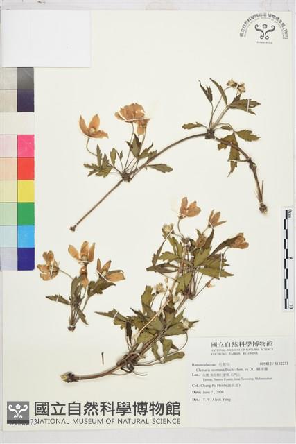 繡球藤藏品圖，第1張