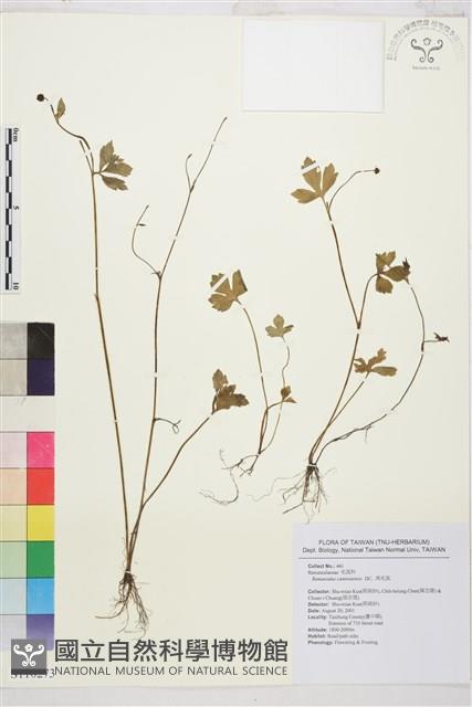 水辣菜、禺毛茛藏品圖，第1張