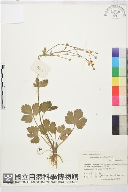 毛茛藏品圖，第1張