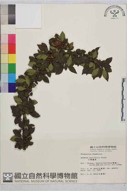 小葉鼠李藏品圖，第1張