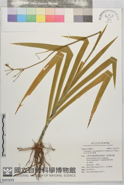 射干菖蒲藏品圖，第1張
