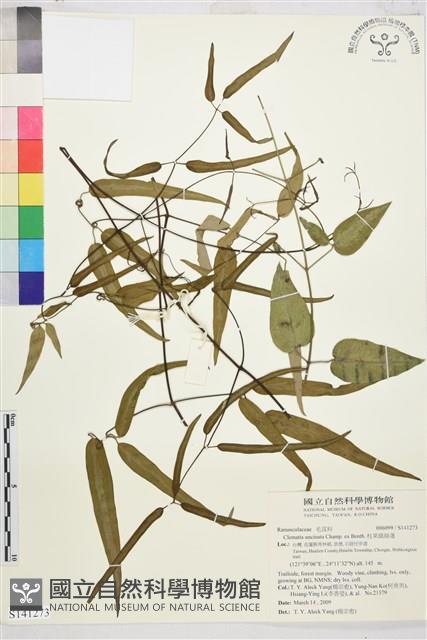 柱果鐵線蓮藏品圖，第1張