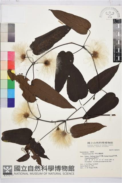 亨利氏鐵線蓮藏品圖，第1張