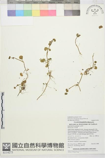 掌葉毛茛藏品圖，第1張