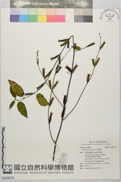 繩黃麻藏品圖，第1張