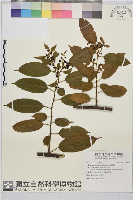 桶鉤藤藏品圖，第1張