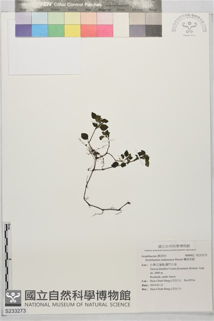 蘭嵌馬藍藏品圖，第1張