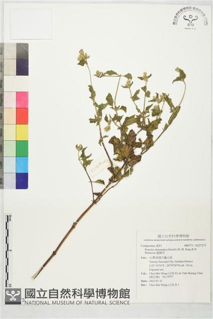 貓腥草藏品圖，第1張