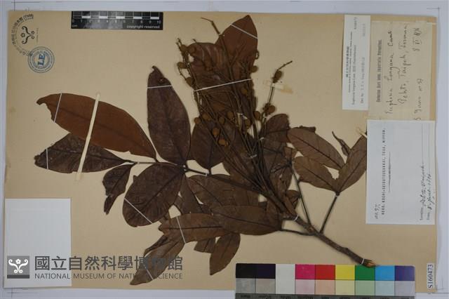 龍眼藏品圖，第1張