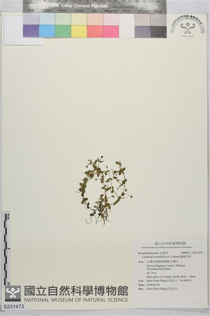 圓葉母草藏品圖，第1張
