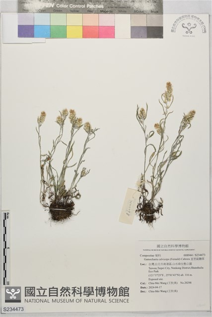 直莖鼠麴草藏品圖，第1張