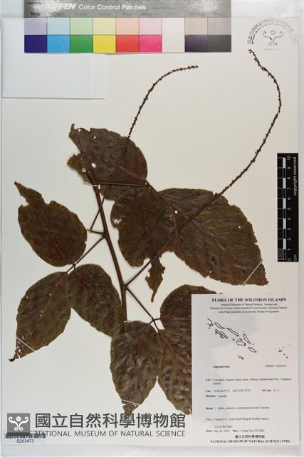 登錄號:S203473藏品圖，第1張