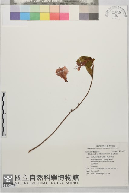 金毛杜鵑藏品圖，第1張