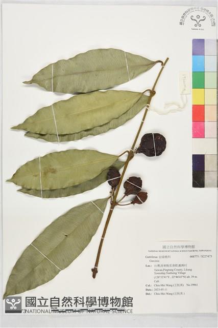 登錄號:S227473藏品圖，第1張