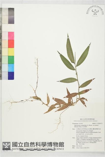 大竹葉草藏品圖，第1張