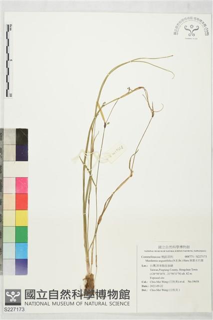 狹葉水竹葉藏品圖，第1張