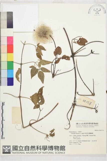 西伯利亞鐵線蓮藏品圖，第1張