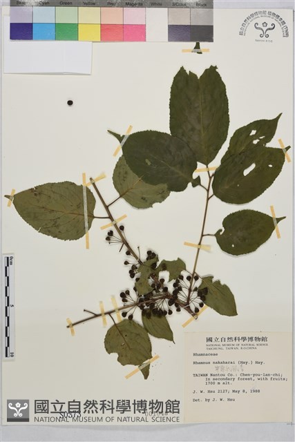 中原氏鼠李藏品圖，第2張