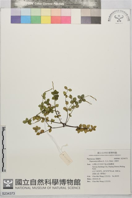 小椒草藏品圖，第1張