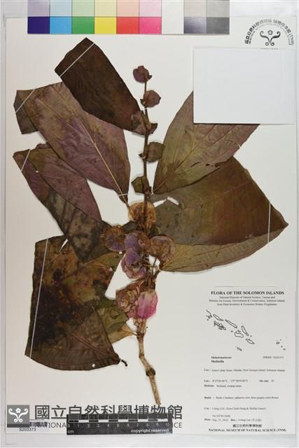 登錄號:S203373藏品圖，第1張