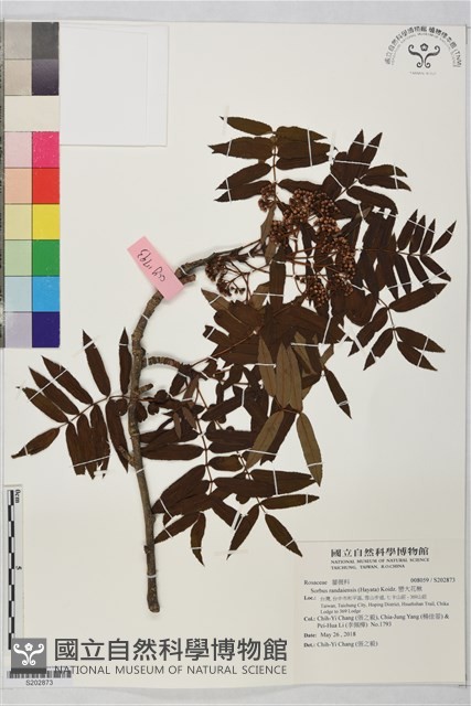 巒大花楸藏品圖，第1張