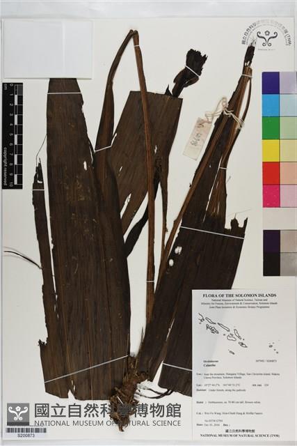 登錄號:S200873藏品圖，第1張