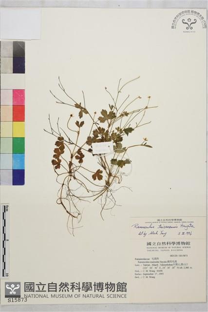 鹿場毛茛藏品圖，第1張