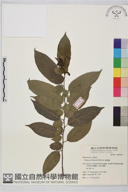 桶鉤藤藏品圖，第1張