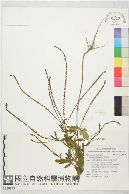 馬鞭草藏品圖，第1張