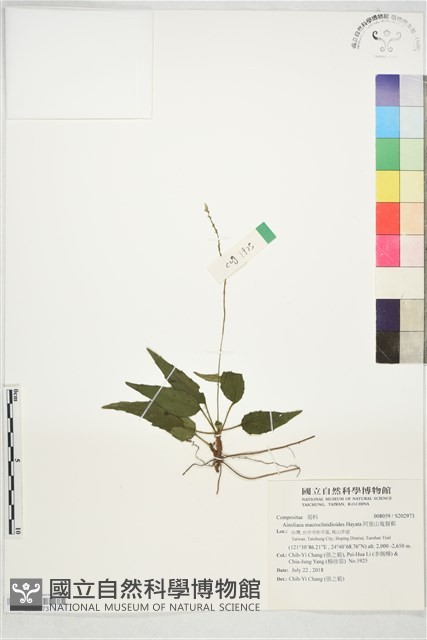 阿里山鬼督郵藏品圖，第1張