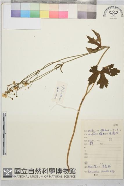 辣子草、揚子毛茛藏品圖，第1張