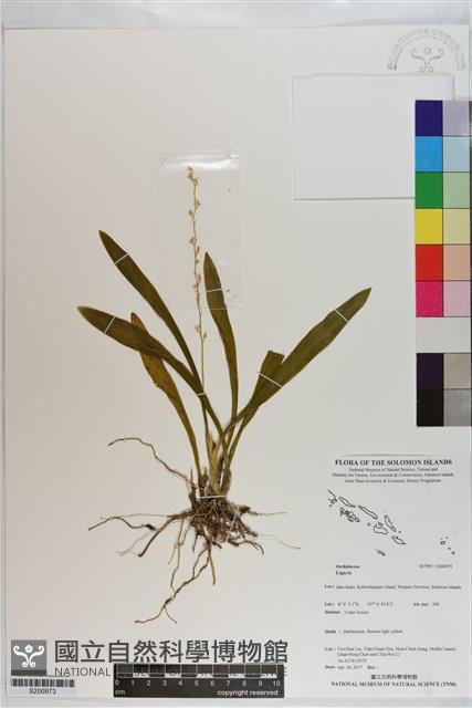 登錄號:S200973藏品圖，第1張