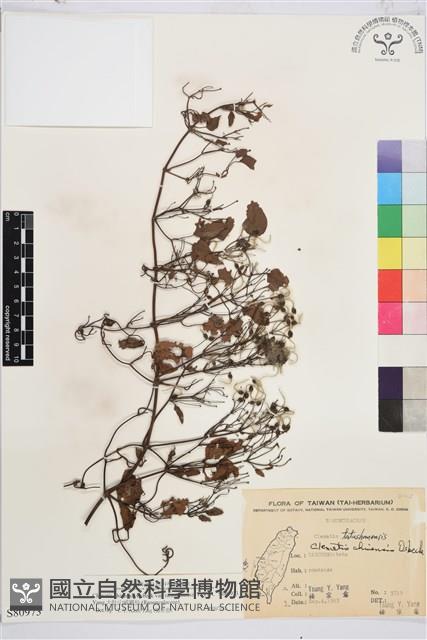 大肚山威靈仙藏品圖，第2張