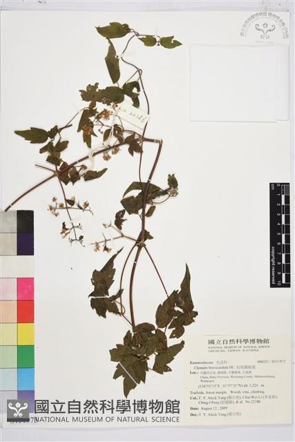 短尾鐵線蓮藏品圖，第1張