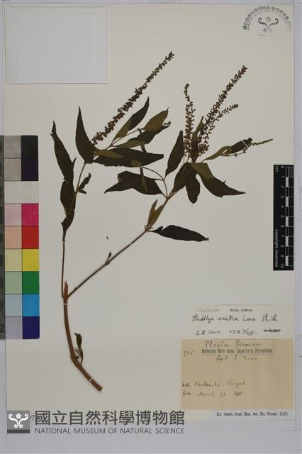 揚波、白埔姜、駁骨丹藏品圖，第1張