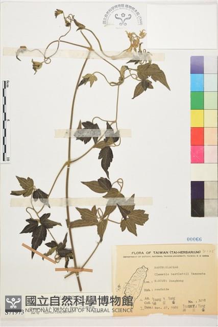 巴氏鐵線蓮藏品圖，第1張