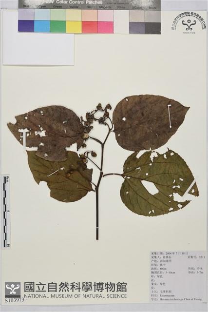 毛果枳椇藏品圖，第1張