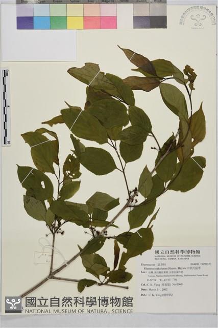 中原氏鼠李藏品圖，第1張