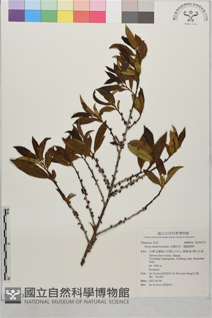 光葉柃木、細齒葉柃藏品圖，第1張