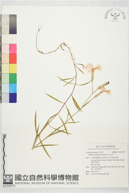 玉山石竹藏品圖，第1張