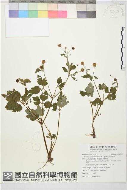 水辣菜、禺毛茛藏品圖，第4張