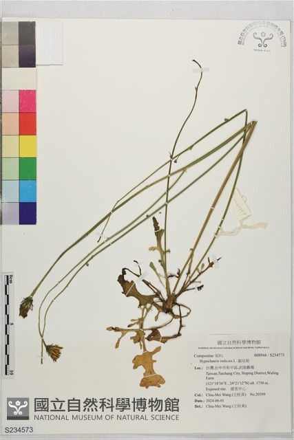 貓兒菊藏品圖，第1張