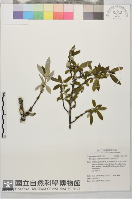 小葉胡頹子藏品圖，第1張