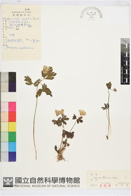 多被銀蓮花藏品圖，第1張