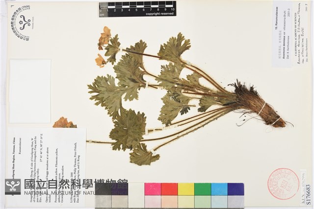 密毛銀蓮花藏品圖，第1張