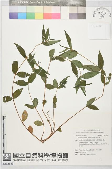 糯米團藏品圖，第1張