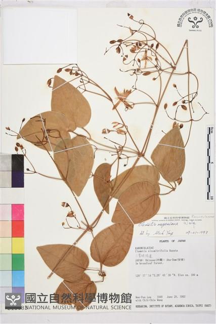 麥氏鐵線蓮藏品圖，第2張